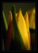 Tulipan_02m.jpg
